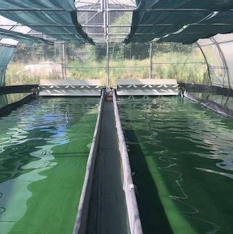 Le Moulin de Conné – La récolte du Moulin